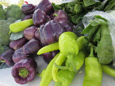 Pick_michigan_purple_peppers_(1)