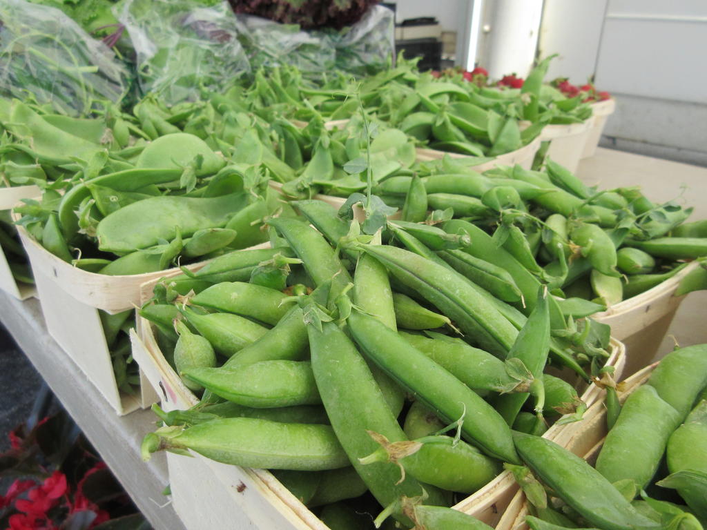 Prochaska_peas