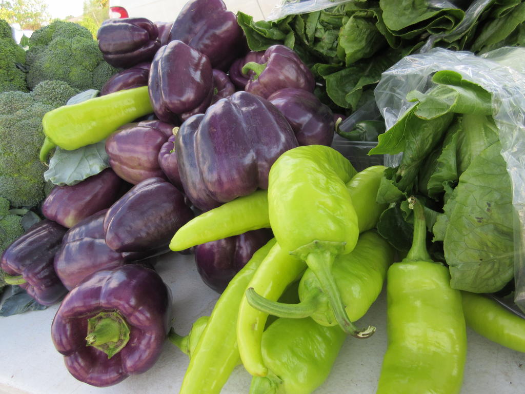 Pick_michigan_purple_peppers_(1)